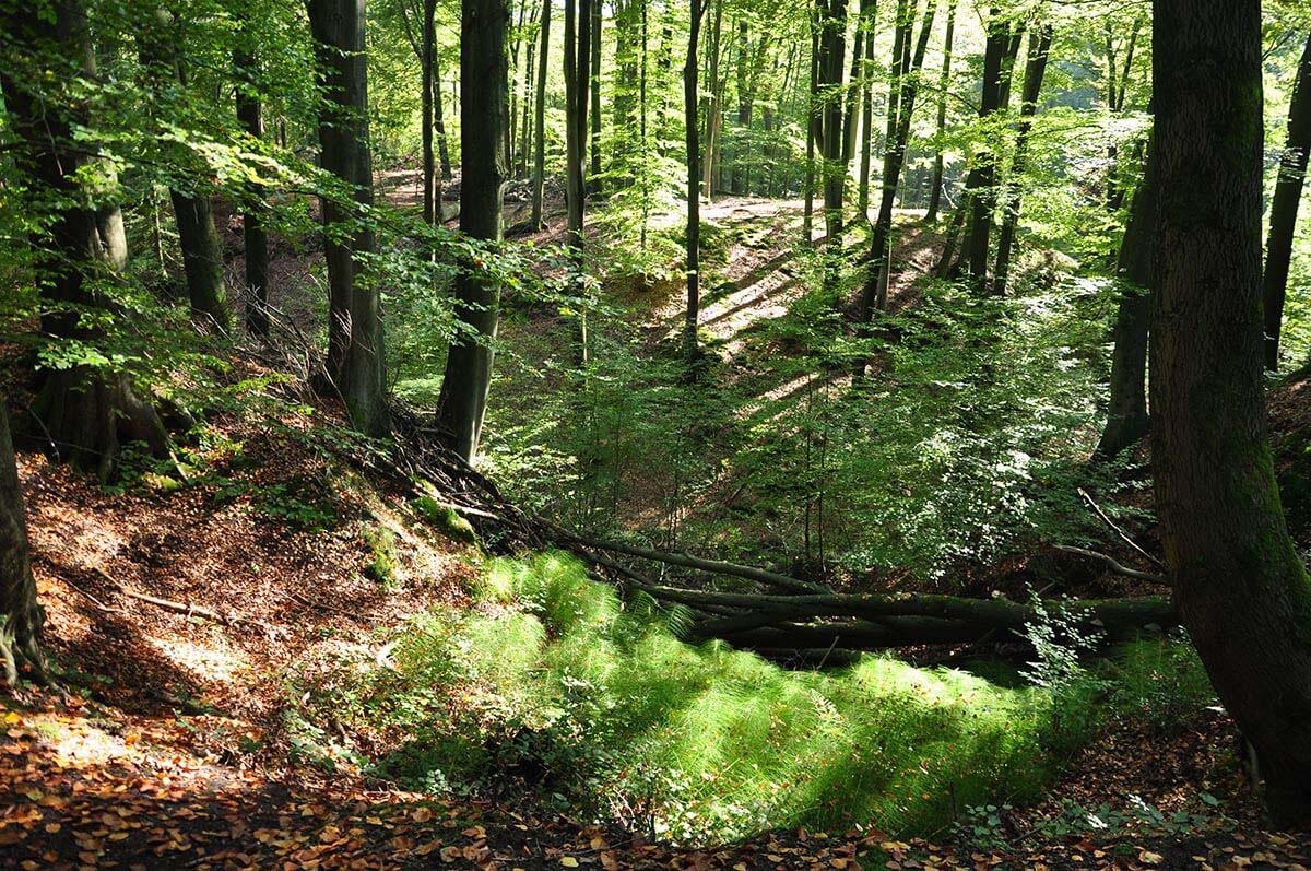 Bestattungsarten - Waldbestattung - Friedwald - Berens Bestattungen in Paderborn-Elsen